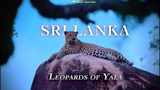 Sri Lanka  Leopards of Yala 2023 Trailer [upl. by Oicnaneb]