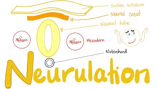 Embryology of Nervous System  Neurulation  Neural Tube amp Neural Crest [upl. by Aniram]