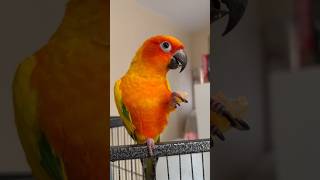 Conure Bird Loves Papaya Treat [upl. by Kubiak875]