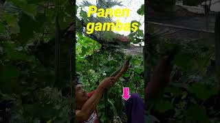 Panen gambas di halamanshortvideo [upl. by Areid]