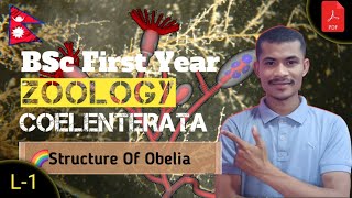 L1 STRUCTURE OF OBELIA ● COELENTERATA● ZOOLOGY ● BSC FIRST YEAR ● TU ● NEPAL [upl. by Annayr]