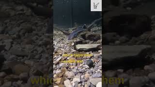 eel fish electric shock kill crocodile till death  Electric Eel [upl. by Hibbert998]