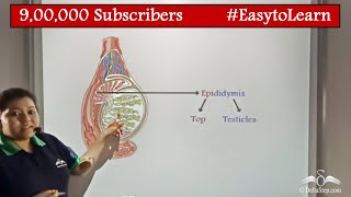 Male Reproductive System  With Diagram  Biology  Class 8  CBSE  NCERT  ICSE [upl. by Zamora]