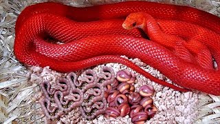 7 Cobras Mais Coloridas Que São Únicas No Mundo [upl. by Truman114]