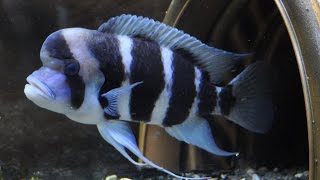 Burundi Frontosa Cichlids  Big Momma and Mo [upl. by Swehttam]