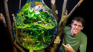 Huge Ecobulb Riparium Jungle for Rare Fish on DIY Branch Stand [upl. by Uball389]