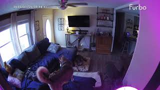 Dog Saves Dog  Furbo Dog Camera [upl. by Tobye467]