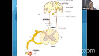 Pain pathway [upl. by Nelyt]