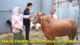 Didampingi Reino Barack Syahrini Hari ini Memilih Sapi Qurban [upl. by Felton694]