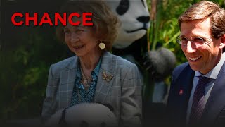 Doña Sofía preside la presentación oficial de los nuevos pandas del Zoo de Madrid [upl. by Eenafets354]