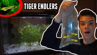 Getting NEW TIGER ENDLERS For BREEDING Aquarium [upl. by Rehpinej871]