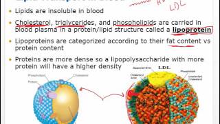 Chapter 18 Video Disorders of Blood Flow and Blood Pressure [upl. by Hauger338]