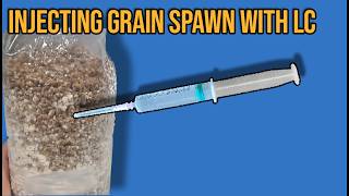 How To Inoculate Sterilized Grain Spawn Bags Still Air Box  FlowHood [upl. by Anal]