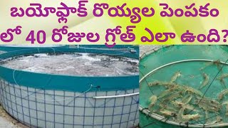 Bioflock shrimp farming 40days growth status  బయోఫ్లాక్ రొయ్యల పెంపకం లో 40 రోజుల గ్రోత్ [upl. by Zuzana]