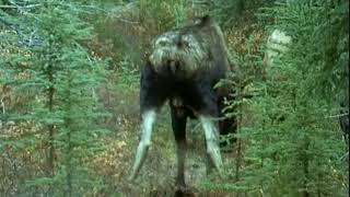 The Mighty call of the Virile Moose  Courting Moose in Mating Season [upl. by Bezanson]