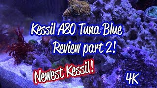 4K Kessil A80 Tuna Blue Review Part 2 Week 1 [upl. by Bancroft]