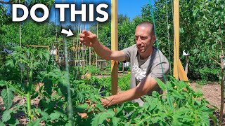 This Clever Technique of Trellising Tomatoes Will Change Your Life [upl. by Beniamino804]