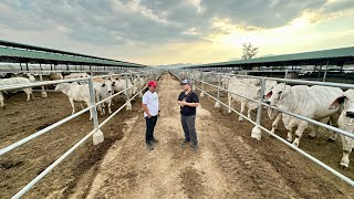 Inaabangang Makita Ito na ang FUTURE of CATTLE INDUSTRY in the Philippines Abra River Ranch [upl. by Itin]