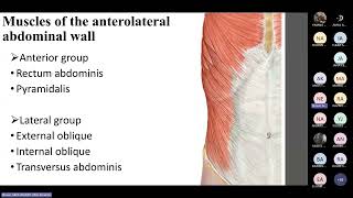 Anatomy tutorial Anterolateral abdominal wall Dr Neven Abdelhamid [upl. by Frydman313]