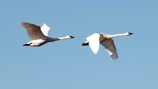 Migratory Birds at Skagit Valley 4K UHD [upl. by Vernita386]