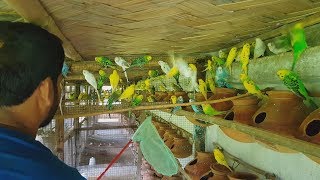 Budgies Birds  700 Pairs Breeding Farm [upl. by Yanel]