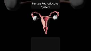 Female Reproductive System [upl. by Aimek]