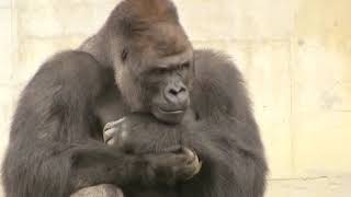 SILVERBACK GORILLA SHOWS OF INCREDIBLE STRENTH TO HIS FAMILY [upl. by Aleyak]