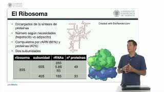 El ribosoma  1160  UPV [upl. by Hengel424]