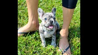 Indigo our Blue Merle French Bulldog Puppy Love [upl. by Nilyram]