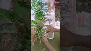 Three Types Of Aglaonema Plant Repotting Plant youtubeshorts plants aglonema [upl. by Rebm]