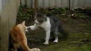 Pelea de Gatos Original [upl. by Camm]