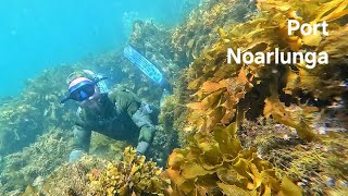 Port Noarlunga Reef  Adelaide Freedive Tribe [upl. by Stoeber512]