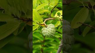 Top 5 health benefits of Custurd Apple Cherimoya  Cherimoya shorts shortsvideos healthbenefits [upl. by Uel]