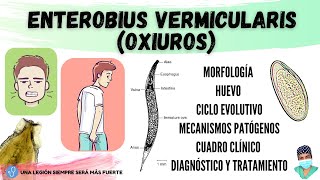 Enterobius vermicularis OXIUROS  Morfología Ciclo de vida Clínica Diagnóstico Tratamiento [upl. by Elora575]