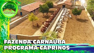 REAGINDO A FAZENDA CARNAÚBA PROGRAMA CAPRINOS [upl. by Peursem]