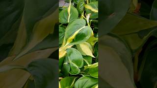 Philodendron scandens Brasil [upl. by Iruj]