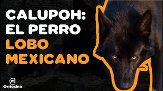 CALUPOH PERRO LOBO MEXICANO 9 COSAS que debes SABER 🐺🐶 [upl. by Odravde72]