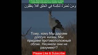 Коран Сура Ясин  3668  Чтение Корана с русским переводом  Quran Translation in Russian [upl. by Chuu]