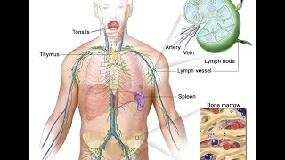 Hodgkin Lymphoma [upl. by Anim]