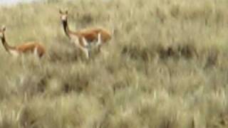 Reserva de Vicuñas  Pumawasi  Cusco [upl. by Ronacin]