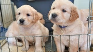 Cutest Golden Retriever Puppy Litter 5 Weeks Old ❤️ [upl. by Urias]