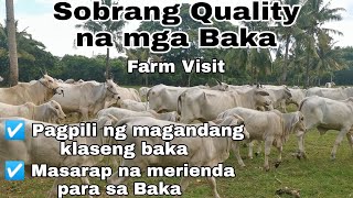 MAGAGANDANG KLASENG BAKA  Farm Visit sa Bakahan ni Ka Ado  Cattle Farming Philippines [upl. by Elahcim]