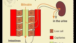 17 Detection of Urobilinogen in Urine [upl. by Agnese]