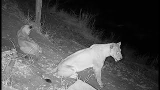 Baboons silently wake to the Lions below [upl. by Anahsar231]