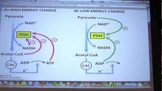 29 Biochemistry Citric Acid Cycle II Lecture for Kevin Aherns BB 451551 [upl. by Haggai]