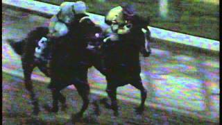 1990 Breeders Cup Distaff [upl. by Amalita]