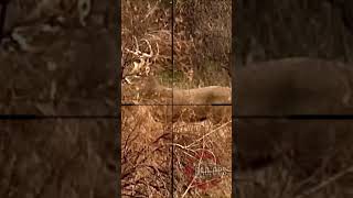 Proof the 243 is More Than Enough deerhunting hunting caceria hindi शिकार scopecam shorts [upl. by Hound]