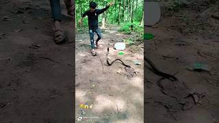 Reed snake 🐍religion ytshorts ytshortsindia vlog viralvido status shortsvideo snake [upl. by Hecht]