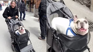 Dog In Stroller Screaming Like A Baby In Public [upl. by Jehanna640]