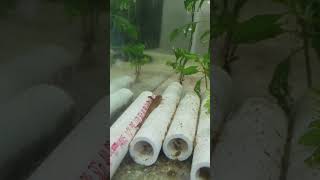 Red lizard whiptail catfish aquarium fishtank freshwateraquarium fish fishkeeping aquascape [upl. by Ettenom924]